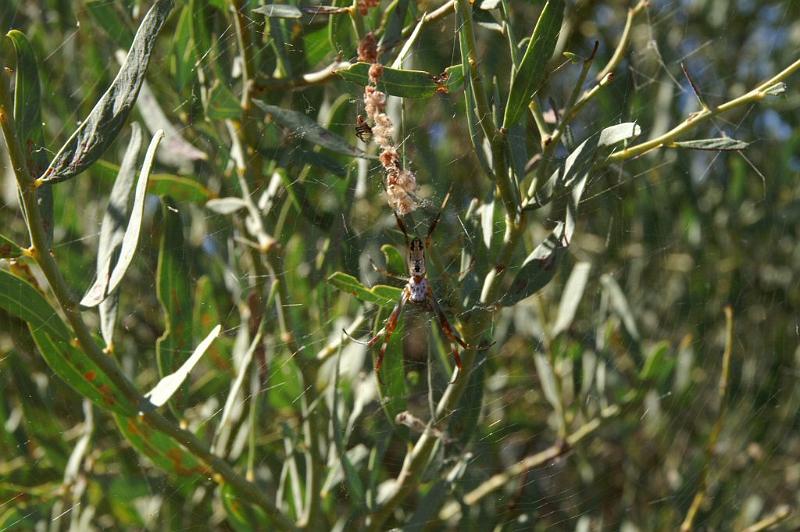 Nephila_ZZ304_D3422_Z_82_E. of Nuendah homestead_Australie.jpg